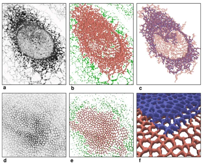 Fig. 6 Segmenting biological structures imaged with confocal microscopy. (a, d) Maximum-intensity projections of the inverted images of (a) an ER (Image: Helenius group, ETH Zürich) and (d) a Drosophila wing disc (Image: Basler group, University of Zürich)