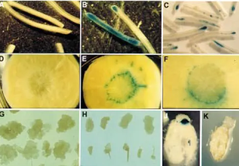 Figure 1. Histochemical detection of GUS activity in explants of the carrot cultivar Nantaise
