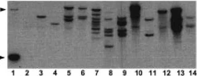 Figure 3. Southern blot analysis of DNA isolated from transgenic plants (5  g/lane) regenerated from independent geneticin-resistant cell lines