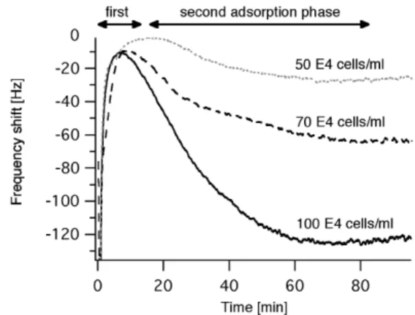 Fig. 2 Attachment and spreading of different cells at different concentrations. For long times (t&gt;400 min) the frequency saturates above the frequency before cell injection