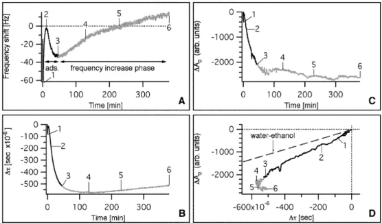 Fig 5 Maximal amplitude shift versus decay time constant shift during attachment of TC7 (10.2×10 4 cells mL –1 ), HeLa (30×10 4 cells mL –1 , Fig