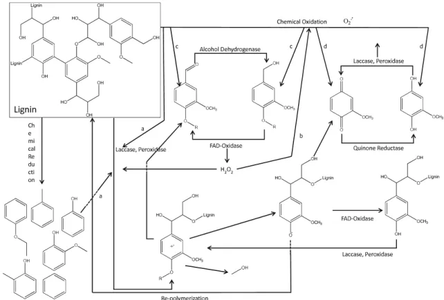 Fig. 2 Scheme depicting possible interactions between biological and chemical lignin degradation (for explanation, see text)