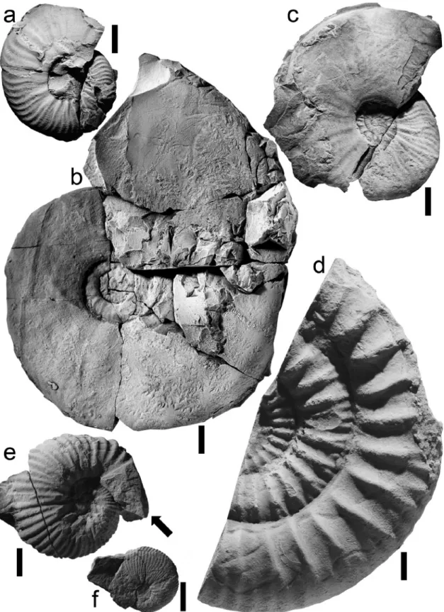 Fig. 6.  Propinquans (lower bajocian) to Humpriesianum Zone (upper bajocian) ammonites from La baume section