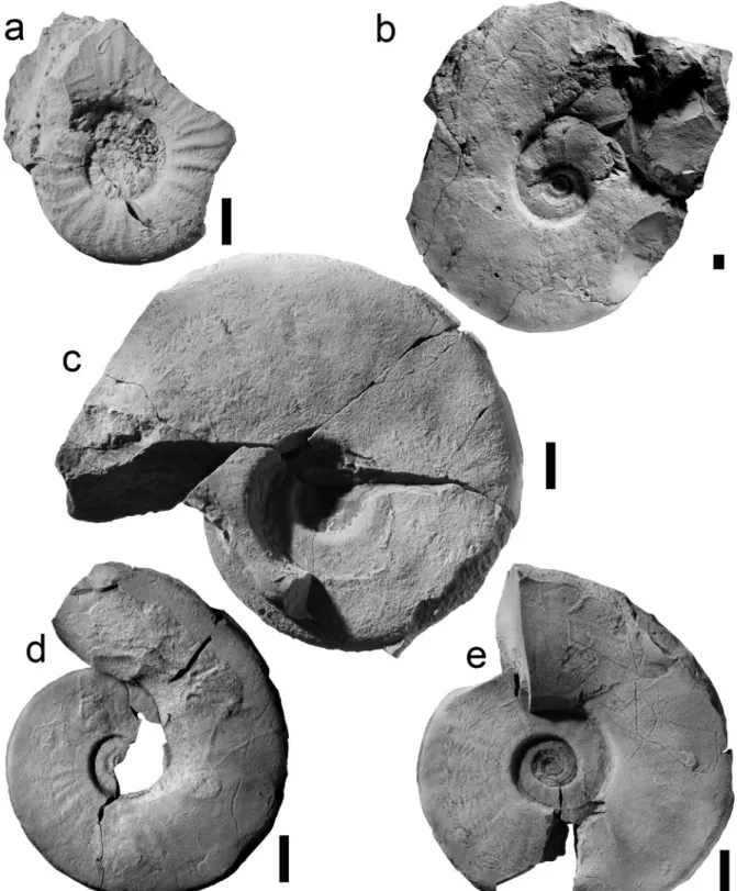 Fig. 5.  Laeviuscula Zone (lower bajocian) ammonites from La baume section. a) Witchellia cf