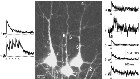 Fig. 2 Ca 2+ transients evoked by antidromic stimulation. Dendritic Ca 2+ transients in a group of three pyramidal neurons filled sequentially with OGB-1 by electroporation with the same pipette.
