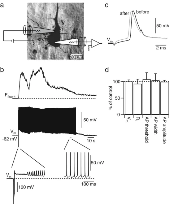 Fig. 4 Membrane potential recovery after electroporation. a Illustra- Illustra-tion of the recording configuraIllustra-tion in a layer 5 pyramidal neuron to assess the neuronal response during electroporation