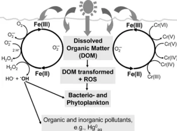 Figure 1. Schematic representation of environmentally important processes that are linked to the light-induced redox cycling of iron in sunlit surface waters (see text)
