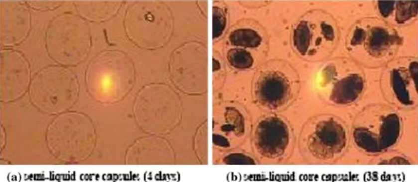 Fig. 7 Cells in semi- semi-liquid core microcapsules (40 · magnification).