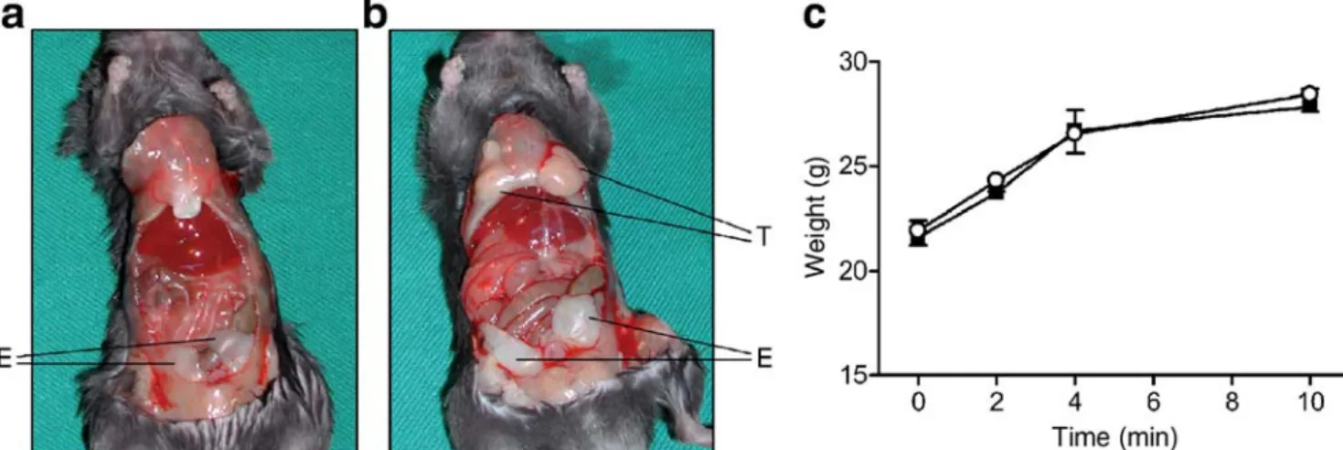 Fig. 1 Intra-abdominal transplanted fat is viable and weight gain is similar in sham-operated and recipient mice