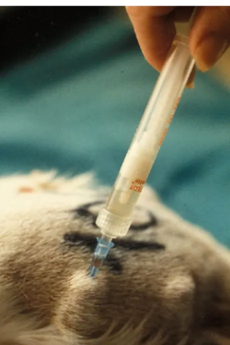 Fig. 1 Guinea pig with subcutaneously implanted perforated cylinder (tissue cage) made of Teflon