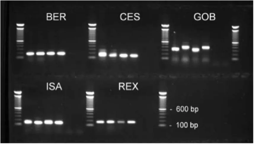 Figure 4. PCR amplification with the five SSR markers BER, CES, GOB, ISA and REX on a 1.1% agarose gel