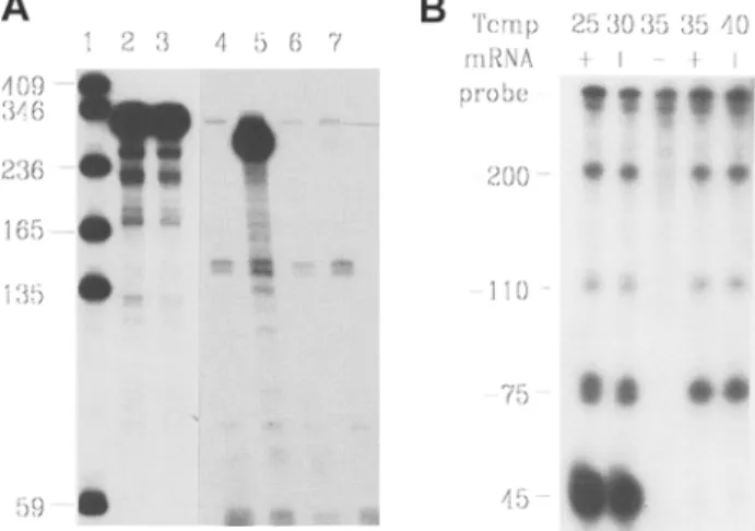 Fig. 2. RNase protection assay.  (A) Discrimination  between target-specific  signal and complete probe pro-  tection by residual DNA