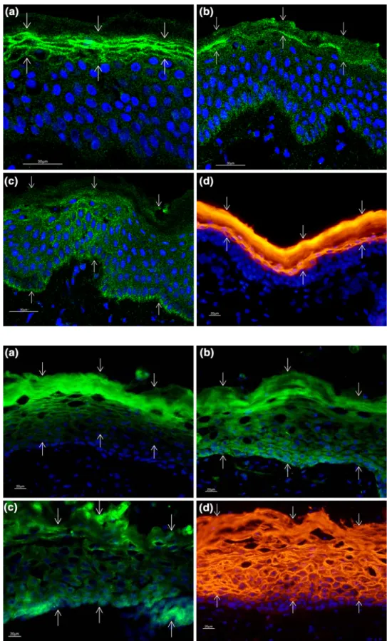 Fig. 2 a Normal human skin.