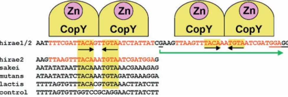 Fig. 1 Schematic representation of the [Zn(II)CopY] 2 –DNA inter- inter-action. The conserved cop boxes are emphasized by yellow rectangles and the inverted repeat indicated by black arrows
