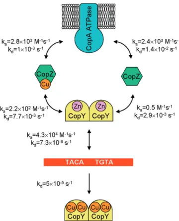 Fig. 7 In vivo induction of the cop operon measured with a lux biosensor. E. coli DcopA cells containing the biosensor plasmid pOCL were exposed to copper in 0.9% NaCl, 1% glucose (ﬁlled circles), or in LB media (open circles)