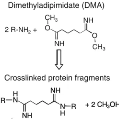 Fig. 2 Cross-linking chemistry of DMA and DSS. Dimethyl adipimidate (DMA) and disuccinimidyl suberate (DSS)  spe-cifically cross-link lysine residues, resulting in the mass addition to cross-linked peptides indicated in the figure