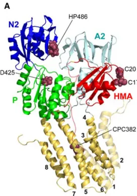 Figure 4 shows the similarity of the orientations between the A-, N- and P-domains of CopA and Serca1