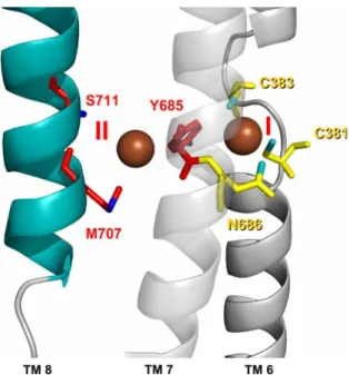 Fig. 5 Enlarged view of the Cu binding sites I and II located within the transmembrane helices TM6 (dark grey), TM7 (light grey) and TM8 (blue)