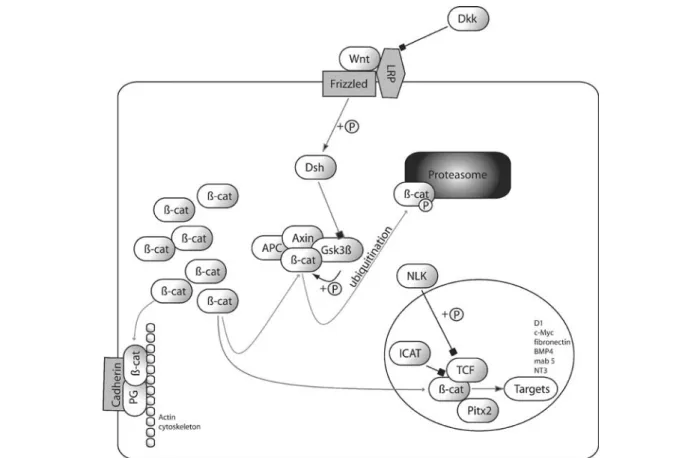 Figure 1. Model of canonical Wnt/ b -catenin signaling pathway. Both adherens junctions and the canonical Wnt signaling pathway require b -catenin