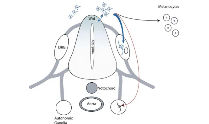 Figure 2. Wnt signaling in neural crest stem cell development. A gradient of Wnt molecules is established in the dorsal neural tube, which is involved in neural tube patterning and the generation of the neural crest cell population