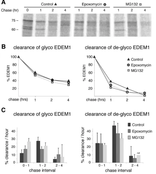 Figure 2. Endogenous EDEM1 is not degraded by proteasomes.