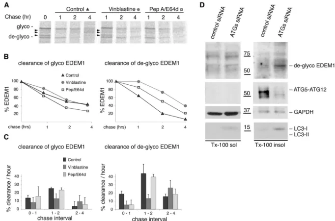 Figure 6. Endogenous EDEM1 is degraded by autophagy. (A) HepG2 cells were pulsed for 20 min with 35 S-labeled methionine/cysteine and chased for the indicated times in the absence (control) or presence of vinblastine or pepstatin A/E64d