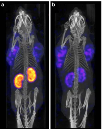 Fig. 3 Three-dimensional SPECT/CT images of KB tumour-bearing mice 24 h after injection of radiofolate 2: (a) control mouse and (b) mouse injected with PMX 1 h prior to the radiofolate