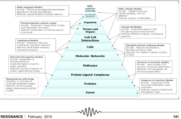 Figure 3. Levels of hierar- hierar-chies for understanding and modelling biological systems