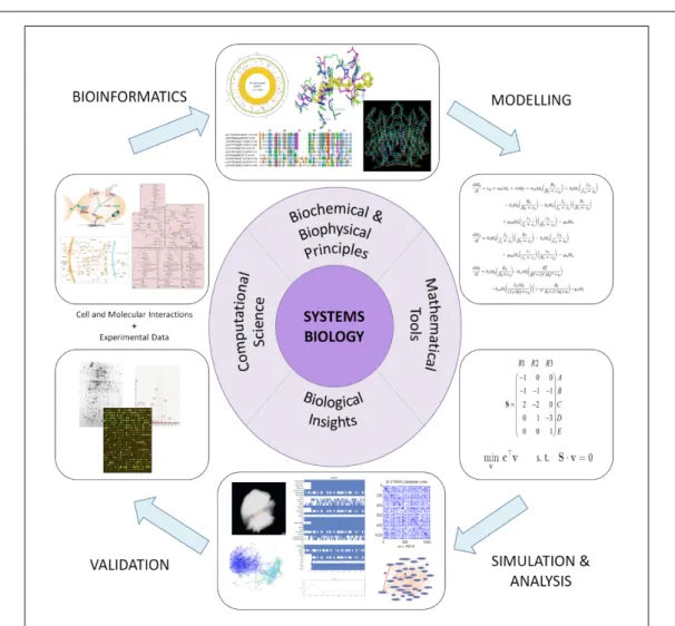 Figure 4. An overview of modelling in systems biology. This figure illustrates the various compo- compo-nents of the systems biology modelling cycle, of how various types of experimental data are translated to a mathematical model, followed by simulation
