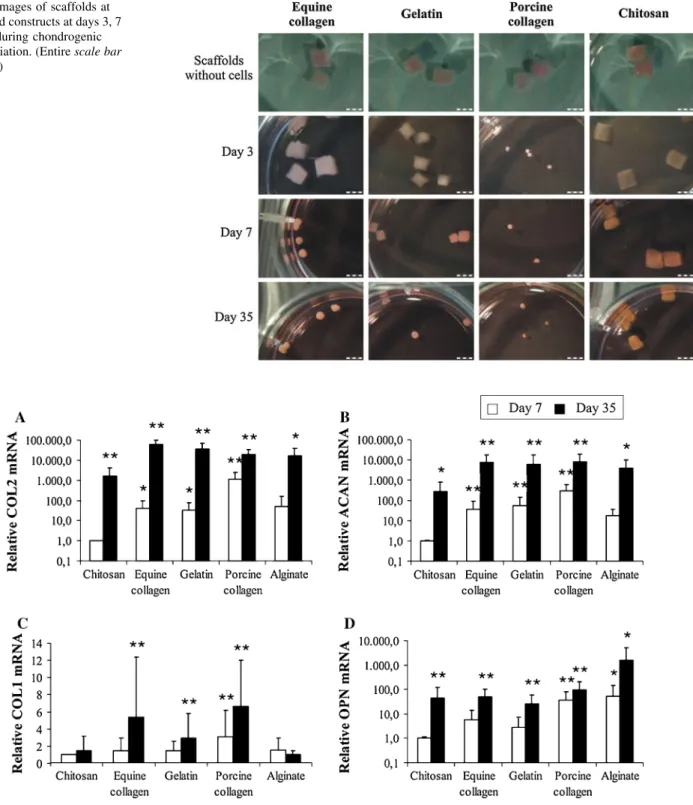 Fig. 3 Gene expression of collagen type II (a), aggrecan (b), collagen type I (c) and osteopontin (d) by MSCs in chitosan, equine collagen, gelatin, porcine collagen constructs and alginate beads after 7 and 35 days of chondrogenic culture