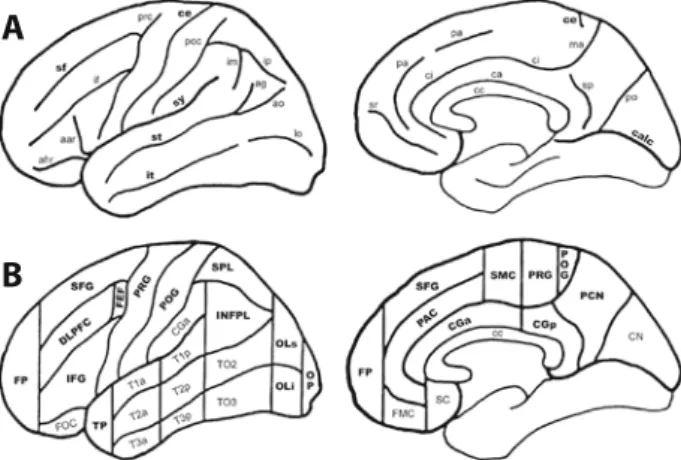 Figure 2. Schematic diagram of the individually defined  volumes of interest (VOIs) based on the parcellation method  by Rademacher (1992)