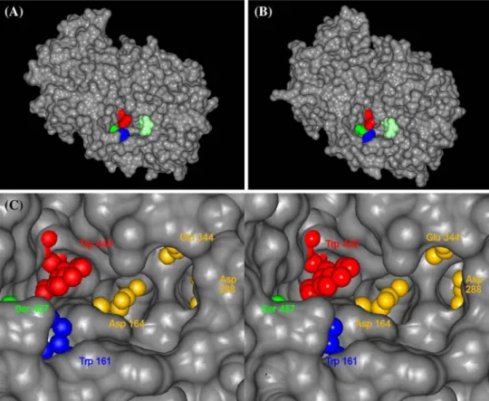 Fig. 6 Solvent accessible surface for the homology models of (a) vacuolar invertase of onion (Allium cepa); residues Trp161 (blue), Trp440 (red) and Ser457 (green); and (b) 1-SST of festuca (Schedonorus arundinaceus); residues Tyr133 (blue), Tyr408 (red) a