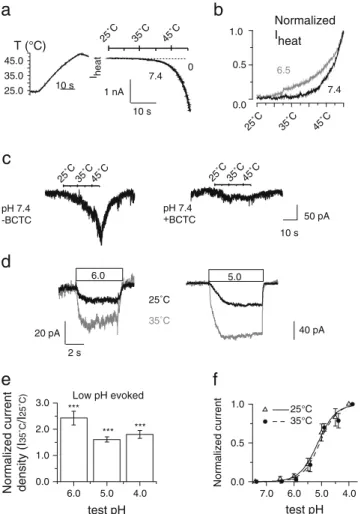 Figure 7e plots the ratio of the TRPV1 current amplitude (measured at the end of a 10-s acidification)/ASIC current amplitude (measured as the transient component) at pH 6, 5, and 4 at 25°C and 35°C