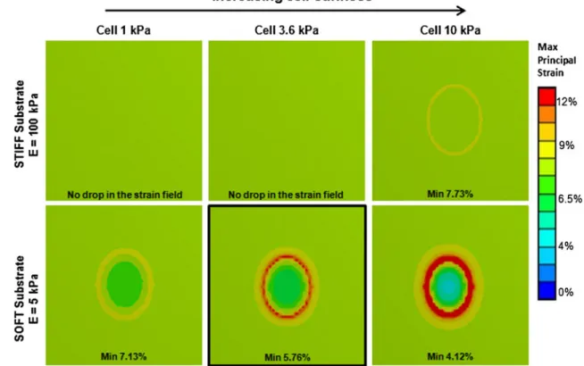 Fig. 3 FEA of substrates and cells of different compliances undergoing 8% strain. While on the moderately stiff substrate (100 kPa) the cell is not able to influence substrate deformation pattern and simply follows the applied strain, the soft substrate