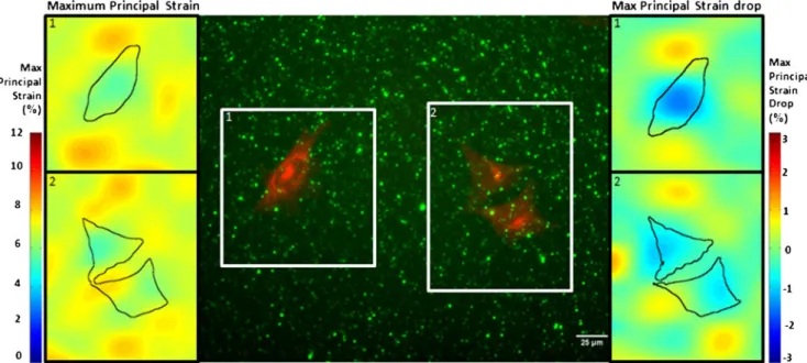 Fig. 8 (a – c) Maximum princi- princi-pal strain drop plot of SAOS-2 in three different conditions (Normal, Cytochalasin-D  treat-ment, Glutaraldehyde treatment) seeded on a functionalized PDMS substrate undergoing 8%