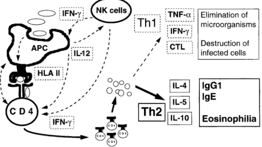 Fig.  1. Schematic representation of the preferential polarization of neonatal CD4 Th2 cell responses