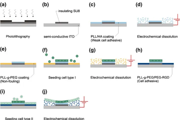 Fig. 1 Micro-patterning heterotypic cell sheets based on local electrochemical dissolution of polyelectrolyte coatings