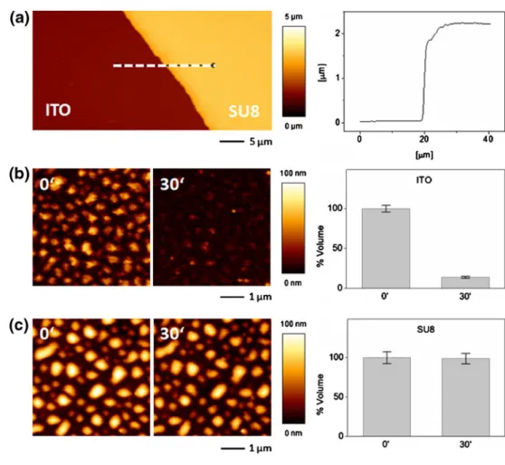 Fig. 2 Selective polyelectrolyte dissolution upon electrochemical treatment. (a) AFM height mode image (80×40 μ m²) of a  micro-structured SU-8 adlayer on an ITO electrode