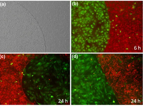 Fig. 5 Electrochemically-in- Electrochemically-in-duced detachment of human chondrocyte (red) and human mesenchymal stem cell (green) co-cultures, grown for one day on  PLL-HA-RGD and  PLL-g-PEG/PEG-RGD, respectively