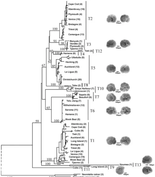 Fig. 2 Phylogenetic analysis of 267 partial LSU rDNA sequences using the Neighbour Joining method