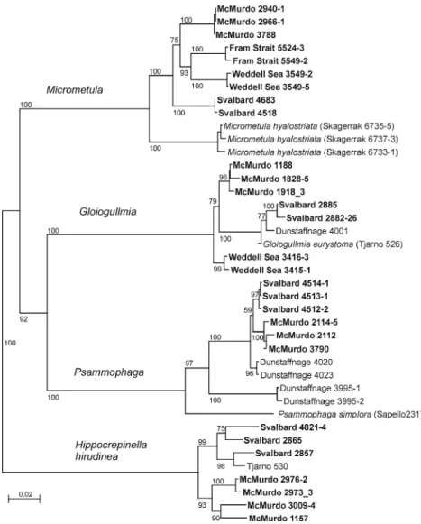 Fig. 3 Phylogenetic relations between Arctic and Antarctic monothalamous foraminifera