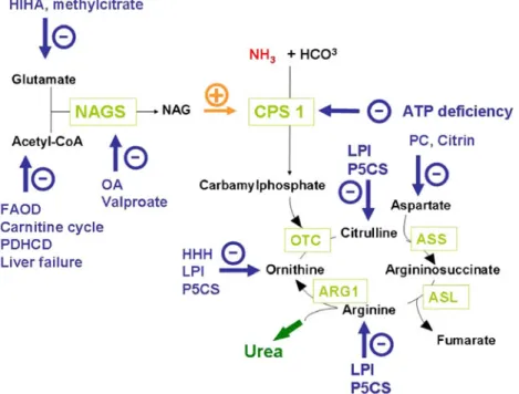 Fig. 2 Influence of metabolic disorders on function of urea cycle leading to secondary hyperammonemia