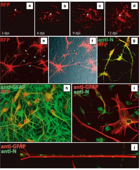 Fig. 1 Spread of rA75/17 red in primary dog brain cell cultures (DBCCs). a–d The recombinant A75/17-CDV, expressing an  addi-tional red fluorescent protein (rA75/17 red ), efficiently spreads in DBCCs