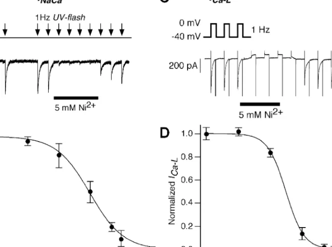 Figure 1A shows superimposed traces of I Na/Ca in control conditions and after 3 l M lysophosphatidic acid (LPA, C 18:0 ) treatment