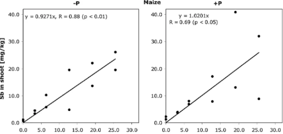 Fig. 1 Antimony concentrations (mg/kg dry matter) in the shoots of maize and the effect of adding of 3 mg/L phosphate to the ambient solutions