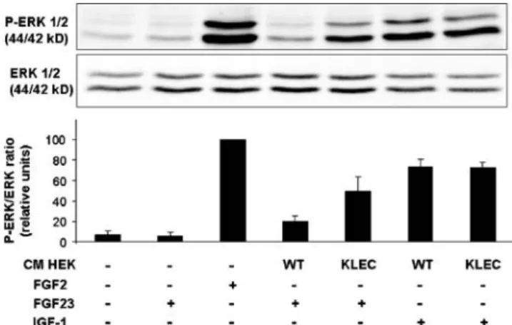 Fig. 4 Soluble klotho protein coactivates FGF23 signaling in HEK cells. Conditioned media (CM) from wild-type HEK cells (HEK-WT) or from HEK cells expressing soluble klotho (HEK-KLEC) or control medium were concentrated by ultrafiltration and incubated wit