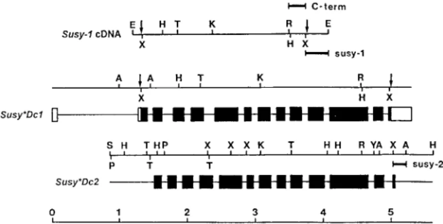 Figure 1. Restriction and structural maps of the genomic subclones for Susy ∗ Dc1 and Susy ∗ Dc2
