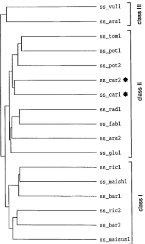 Figure 3. DNA gel blot analysis of sucrose synthase sequences in the carrot genome. Genomic DNA (10 µg/lane) from cv