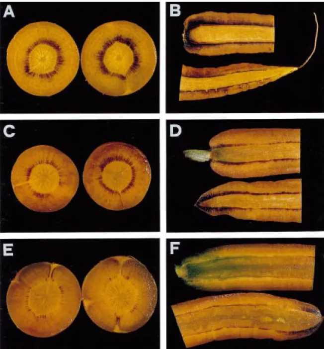 Figure 8. Detection of starch in cross- and longitudinal sections of developing tap roots with iodine