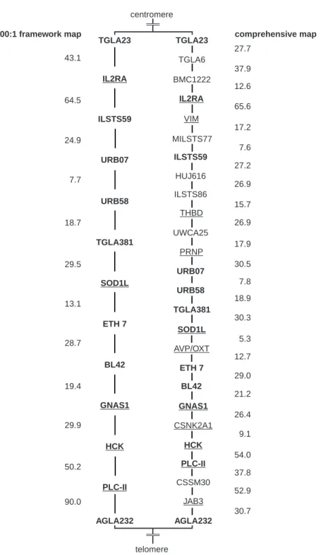 Figure 1. BTA13 framework map with 13 loci, all ordered with odds greater than 1000:1 (left), and a comprehensive map with 27 loci based on results from MAXLINK, RHMINBRK and RH2PT analysis (right)